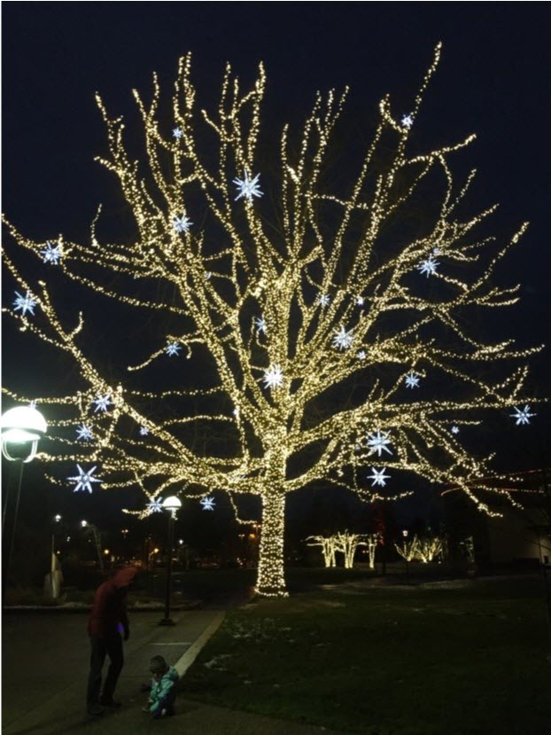Redmond Tree Lights