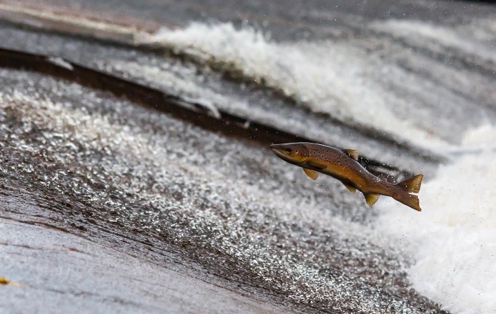 Salmon Swimming